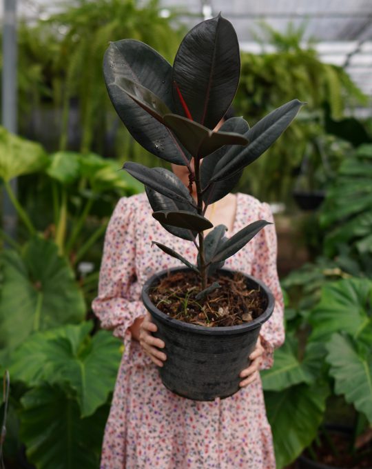 ยางอินเดียดำ 700บาท