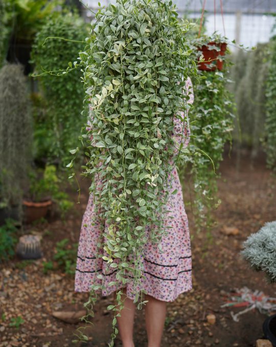 เดปด่าง ราคา700บาท