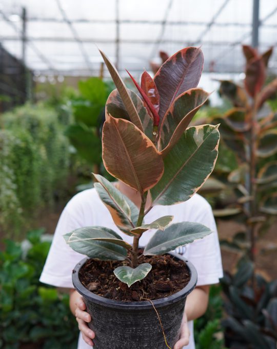 ยางชมพูด่าง 700บาท