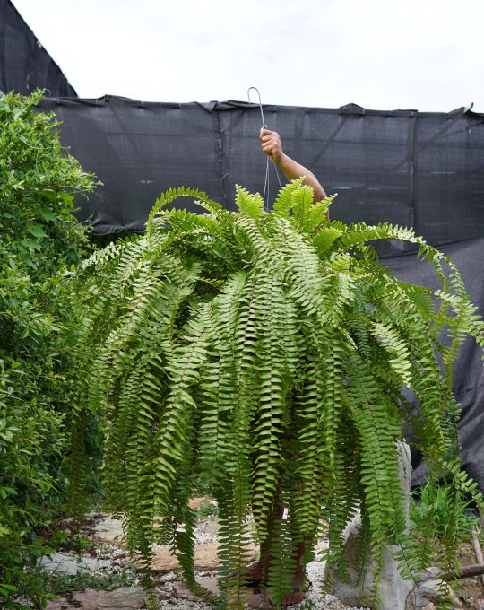 บริพัตร ราคา 3000 บาท