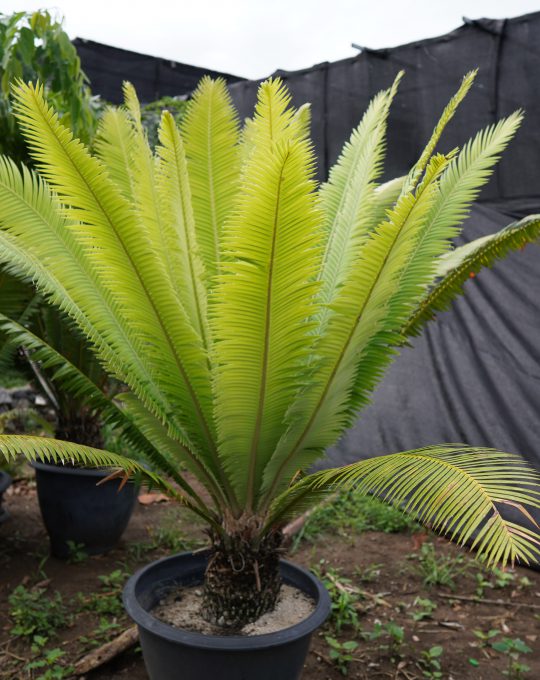 ปรงไดอูน