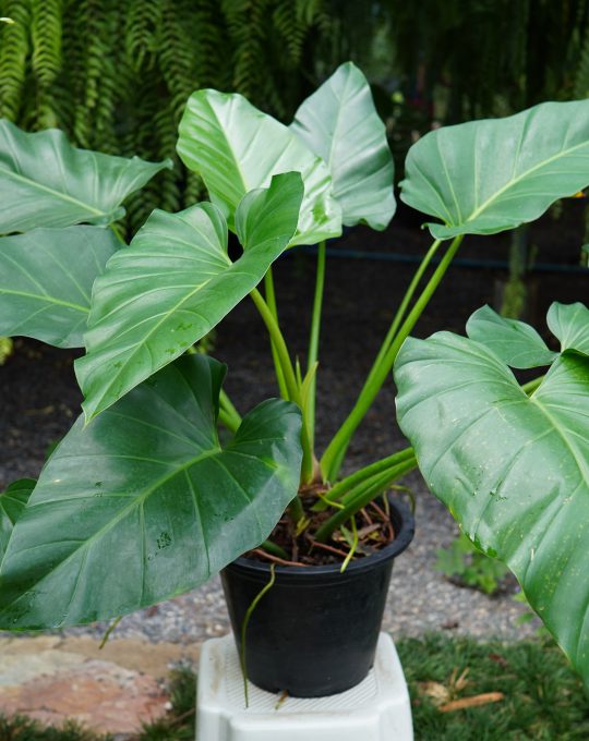 ฟิโลหูช้างบิ๊ก 1,200บาท