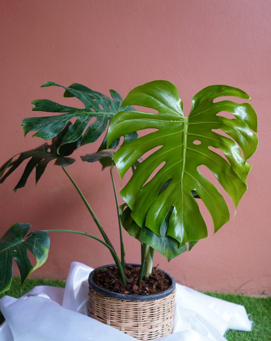 มอนสเตอร่า