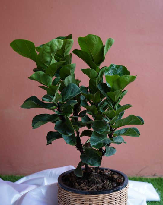 ไทรใบสักแคระ 750บาท