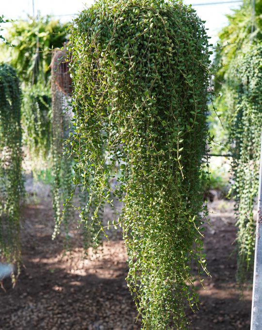 เดปกระดุมแคระ ราคา800บาท