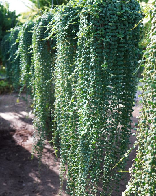 เดปกระดุม ราคา700บาท