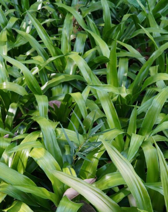 จันผา ราคา 350 บาท