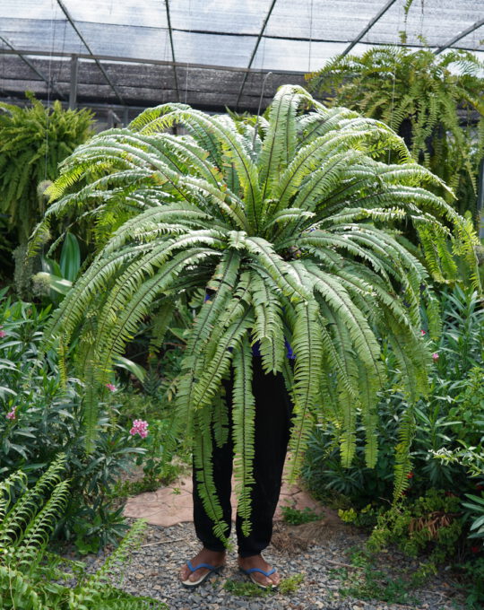 มะขามฟิลิปปินส์ป่า  ราคา 2,500บาท