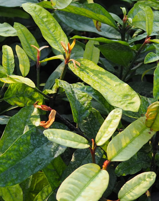 มะพูด100 บาท