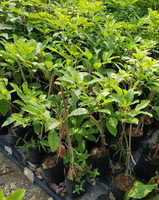 เทพทาโร ราคา 200บาท