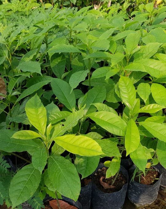 เทพทาโร ราคา200บาท