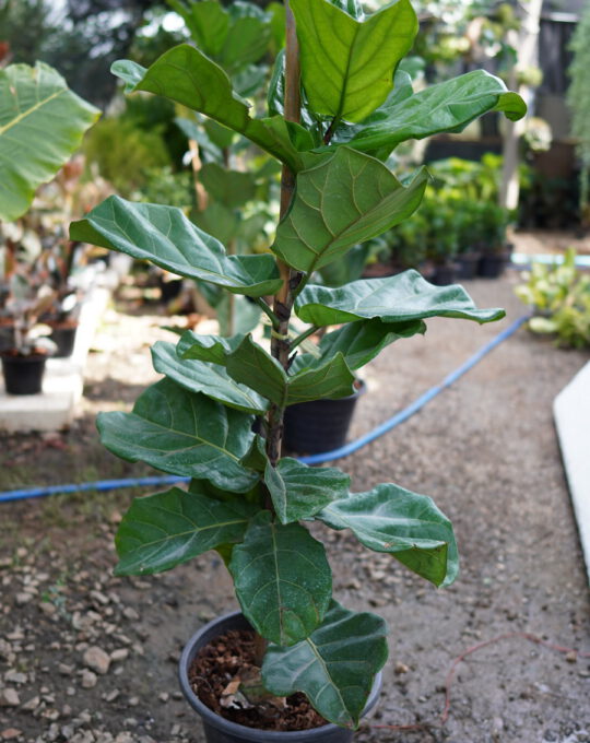 ไทรใบสัก 2,000บาท