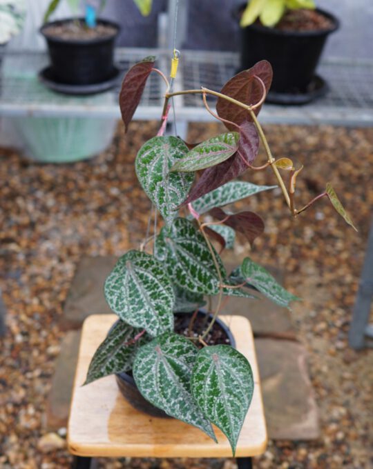 พลูลงยา