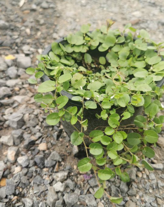 ใบต่างเหรียญ25บาท