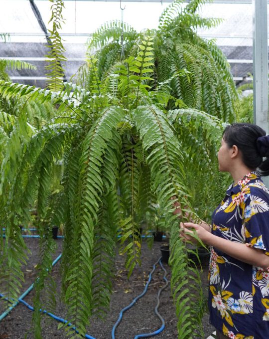 สไบนาง ราคา1,800บาท