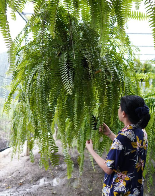 บริพัตร ราคา 2,500 บาท