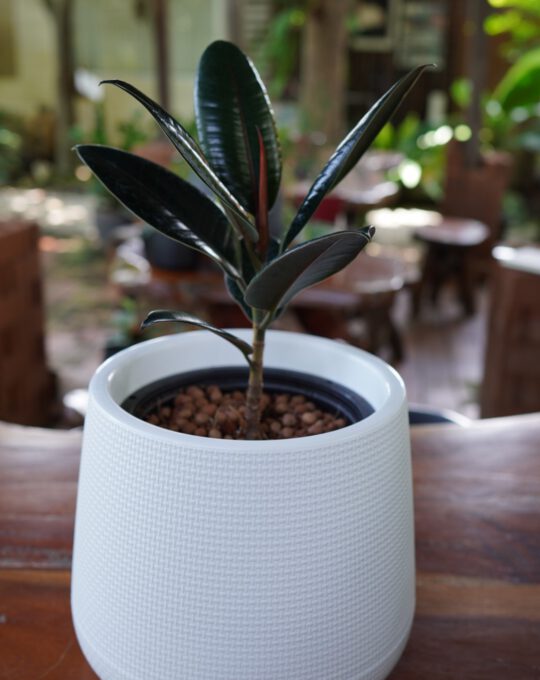 กระถางต้นไม้ ทรงโมเดิร์น9นิ้ว420บาท