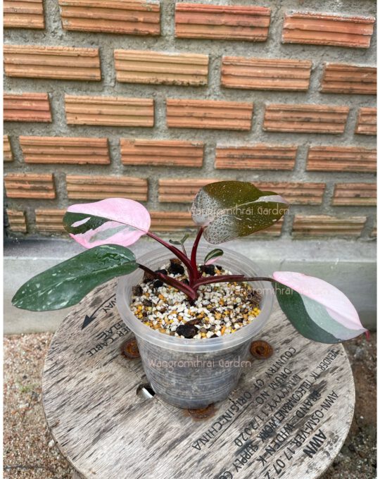 พิ้งมาเบิ้ล