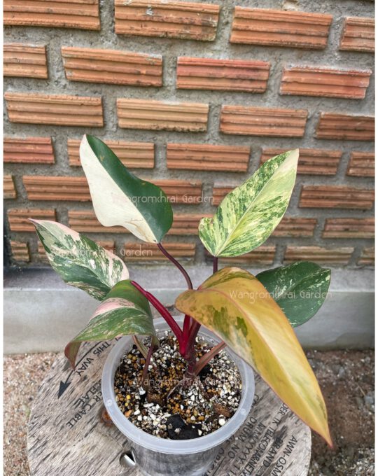 สตอเบอรี่เชค(Philodendron red emeral)