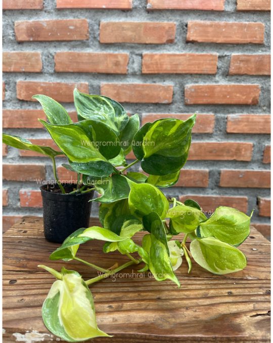 พลูบราซิลด่าง กถ.4นิ้ว(Philodendron cream splash)