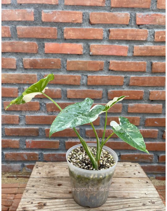 โอกินาว่าด่าง