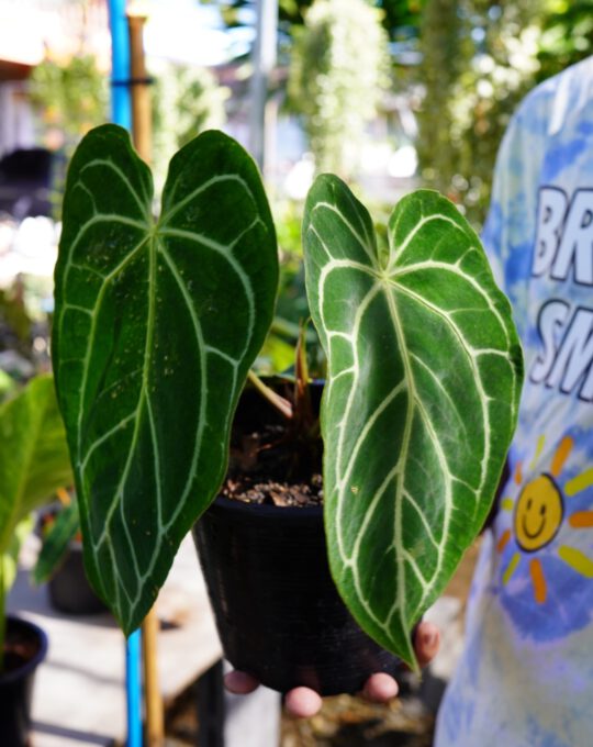 หน้าวัวใบหัวใจ Anthurium Clarinervium