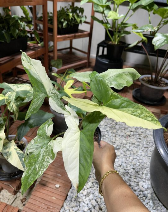 เงินไหลมาด่างขาว